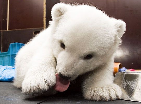 Baby polar bear Flocke licks her right paw.